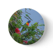 Rainbow Lorikeet buttons