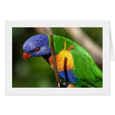 Rainbow Lorikeet Greeting Cards by alberthartley