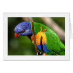 Rainbow Lorikeet Greeting Cards