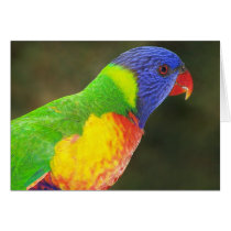 Rainbow Lorikeet Greeting Cards