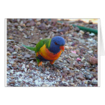 Rainbow Lorikeet cards