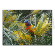 Rainbow Lorikeet Card