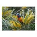 Rainbow Lorikeet Card