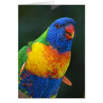 Rainbow Lorikeet cards
