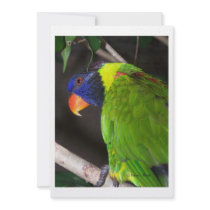 Rainbow Lorikeet Colourful parrot photograph Invitations