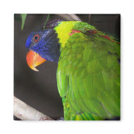 Rainbow Lorikeet Colourful parrot photograph magnet