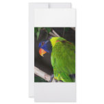 Rainbow Lorikeet Colourful parrot photograph Rack Cards