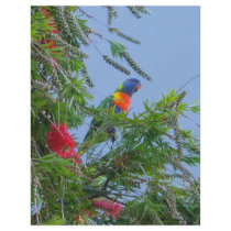 Rainbow Lorikeet Custom Flyer