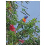 Rainbow Lorikeet flyers