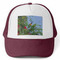Rainbow Lorikeet hats