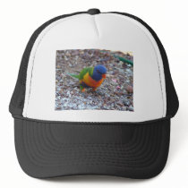 Rainbow Lorikeet hats