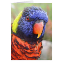 Rainbow Lorikeet Headshot Card