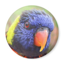 Rainbow Lorikeet Headshot Magnet