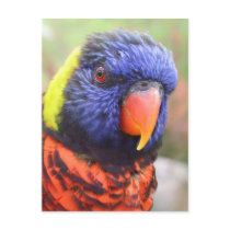 Rainbow Lorikeet Headshot Postcard