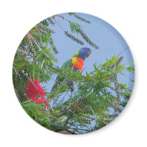 Rainbow Lorikeet magnets
