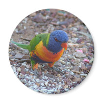 Rainbow Lorikeet magnets