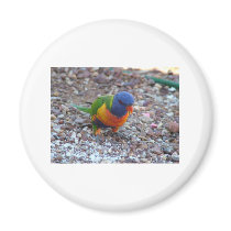 Rainbow Lorikeet magnets