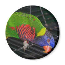rainbow lorikeet magnets