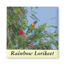 Rainbow Lorikeet magnets