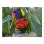 Rainbow Lorikeet on Post Postcard