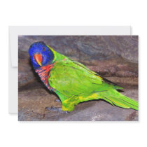 Rainbow Lorikeet parrot on rock wall, side view Custom Invitations