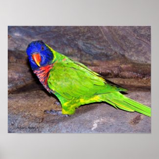 Rainbow Lorikeet parrot on rock wall, side view print