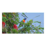 Rainbow Lorikeet Photo Greeting Card