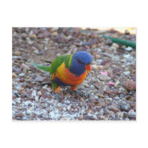 Rainbow Lorikeet postcards