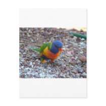 Rainbow Lorikeet postcards
