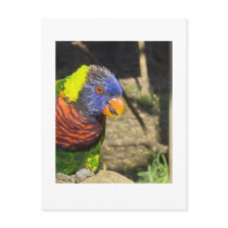 Rainbow Lorikeet Post Cards