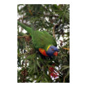 Rainbow Lorikeet posters