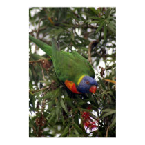 Rainbow Lorikeet posters by MyPhotos Rainbow Lorikeet posters