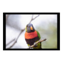 Rainbow Lorikeet posters