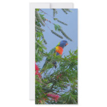Rainbow Lorikeet rack cards by catchthenextwave Rainbow Lorikeet rack cards