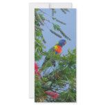 Rainbow Lorikeet Customized Rack Card