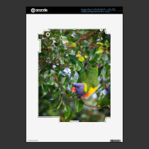 Rainbow Lorikeet skins