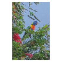 Rainbow Lorikeet stationery