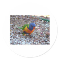 Rainbow Lorikeet stickers
