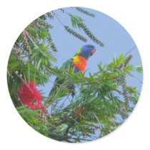Rainbow Lorikeet stickers
