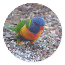 Rainbow Lorikeet stickers