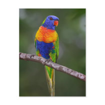 Rainbow Lorikeet Trichoglossus Haematodus Parrot Post Card