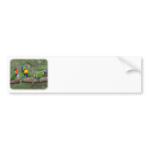 Rainbow Lorikeets 9Y543D-002 bumper stickers