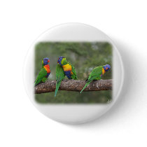 Rainbow Lorikeets 9Y543D-002 buttons