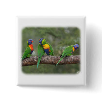 Rainbow Lorikeets 9Y543D-002 buttons