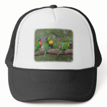 Rainbow Lorikeets 9Y543D-002 hats