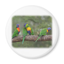 Rainbow Lorikeets 9Y543D-002 magnets