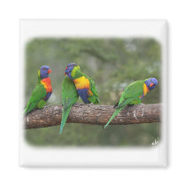 Rainbow Lorikeets 9Y543D-002 magnets