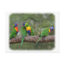 Rainbow Lorikeets 9Y543D-002 postcards
