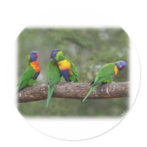 Rainbow Lorikeets 9Y543D-002 stickers