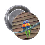 Rainbow Lorikeets Button